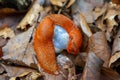 Rote Wegschnecke , Close-up of a red snail crawling on the ground in the forest