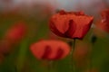 Roter Klatschmohn in einem Feld