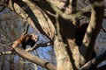 Roter Panda im Baum Zoo Neuwied
