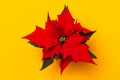 . Poinsettia on colorful background. Royalty Free Stock Photo