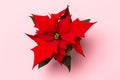 . Poinsettia on colorful background. Royalty Free Stock Photo