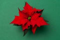 Poinsettia on colorful background. Royalty Free Stock Photo