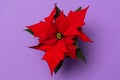 Poinsettia on colorful background. Royalty Free Stock Photo