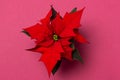 . Poinsettia on colorful background. Royalty Free Stock Photo