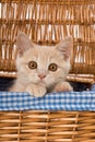 Red kitten looks out of a basket Royalty Free Stock Photo