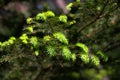 The new bright spruce needles at red water at Olfen in germany