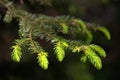 The new bright spruce needles at red water at Olfen in germany