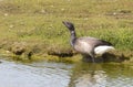 Rotgans, Dark-bellied Brent Goose, Branta bernicla Royalty Free Stock Photo