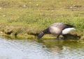 Rotgans, Dark-bellied Brent Goose, Branta bernicla Royalty Free Stock Photo