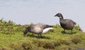 Rotgans, Dark-bellied Brent Goose, Branta bernicla