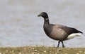 Rotgans, Dark-bellied Brent Goose, Branta bernicla Royalty Free Stock Photo