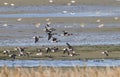 Rotgans, Dark-bellied Brent Goose, Branta bernicla Royalty Free Stock Photo