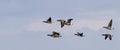 Rotgans, Dark-bellied Brent Goose, Branta bernicla Royalty Free Stock Photo