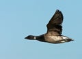 Rotgans, Dark-bellied Brent Goose, Branta bernicla Royalty Free Stock Photo