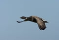 Rotgans, Dark-bellied Brent Goose, Branta bernicla Royalty Free Stock Photo