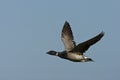 Rotgans, Dark-bellied Brent Goose, Branta bernicla Royalty Free Stock Photo