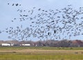 Rotgans, Dark-bellied Brent Goose, Branta bernicla Royalty Free Stock Photo