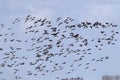 Rotgans, Dark-bellied Brent Goose, Branta bernicla