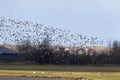 Rotgans, Dark-bellied Brent Goose, Branta bernicla Royalty Free Stock Photo