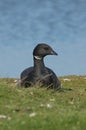 Rotgans, Dark-bellied Brent Goose, Branta bernicla Royalty Free Stock Photo