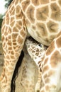 Rothchild's giraffe calf