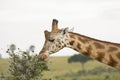 Rothchild's Giraffe eating from an Acacia Tree Royalty Free Stock Photo