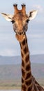 Rothchild`s Giraffe, Kenya, Africa Royalty Free Stock Photo