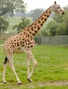 Rothchild's giraffe Royalty Free Stock Photo