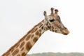 Rothchild's giraffe Royalty Free Stock Photo
