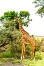 A rothchilds giraffe Royalty Free Stock Photo