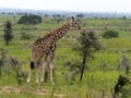 Rothchilds giraffe, Giraffa camelopardalis rothschildi Royalty Free Stock Photo