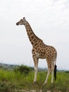Rothchilds giraffe, Giraffa camelopardalis rothschildi Royalty Free Stock Photo