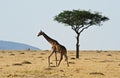 rothchilds giraffe in Kenya Royalty Free Stock Photo