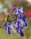 Rotheca myricoides is a tropical shrub with pretty blue flowers