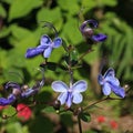 Rotheca myricoides is a tropical shrub with pretty blue flowers