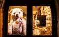 ROTHENBURG OB DER TAUBER, GERMANY-September 11, 2016: Teddy Bear Rothenburg placed behind the door after the shop closed