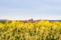 Yellow Rapeseed Field at Rothenburg Old Town