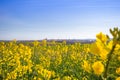 Rothenburg Skyline in Yellow Field Royalty Free Stock Photo