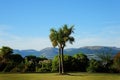 Rothesay Palm Tree