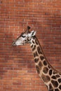 Rothschild giraffe