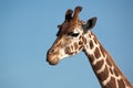 Rothschild Giraffe