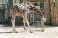 Rothschild giraffe playing with a pine branch in zoo