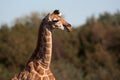 Rothschild Giraffe calf Royalty Free Stock Photo