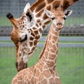 Rothschild giraffe mother and calf Royalty Free Stock Photo