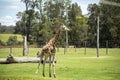 Rothschild giraffe Giraffa camelopardalis rothschildi Royalty Free Stock Photo