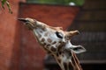 Rothschild giraffe Giraffa camelopardalis rothschildi. Royalty Free Stock Photo