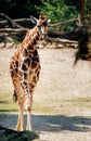 Rothschild Giraffe Royalty Free Stock Photo