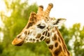 Rothschild giraffe head on a background of green trees on a sunny day