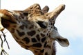 Rothschild Giraffe Royalty Free Stock Photo