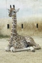 Rothschild giraffe juvenile